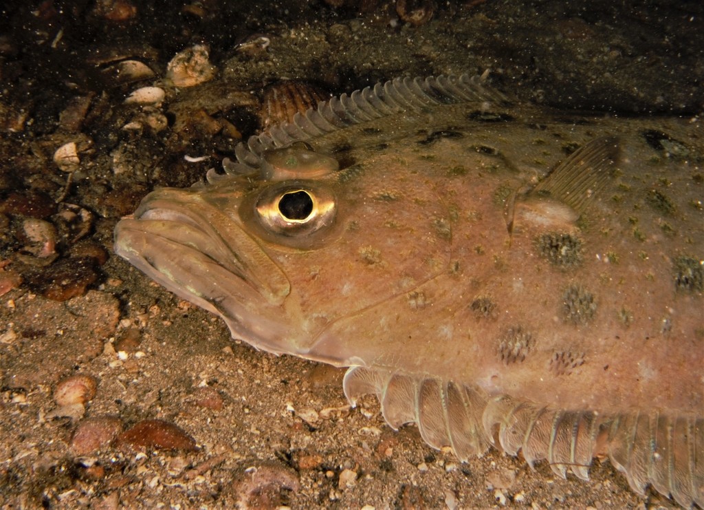 Megrim (Lepidorhombus whiffiagonis) — Scophthalmidae