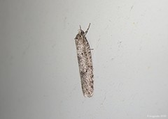Semioscopis inornata