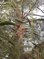 Schinus molle