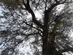 Schinus molle