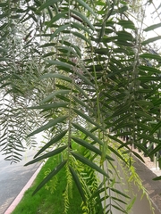 Schinus molle