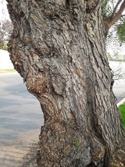 Schinus molle