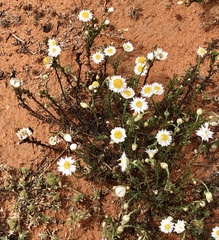 Rhodanthe corymbiflora