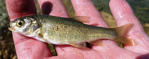 Utah Chub