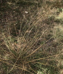 Eragrostis trichodes