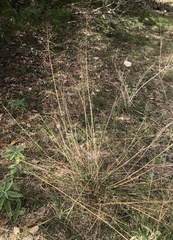 Eragrostis trichodes