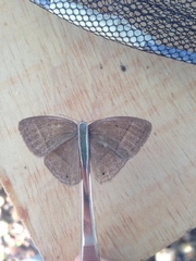 Yphthimoides patricia