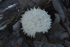 Lycoperdon pulcherrimum