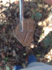 Yphthimoides patricia