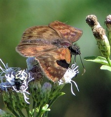 Anastrus sempiternus