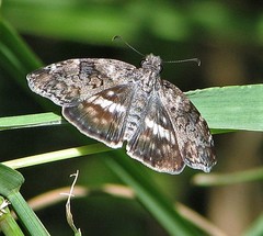 Chiomara asychis autander