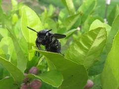 Xylocopa mexicanorum