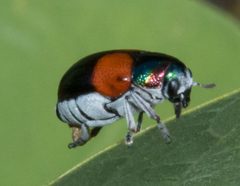 Megalostomis pyropyga