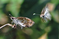 Chiomara asychis autander