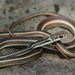 Striped Whipsnake - Photo (c) Michael Price, some rights reserved (CC BY-NC-ND), uploaded by Michael Price