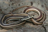 Striped Whipsnake - Photo (c) Michael Price, some rights reserved (CC BY-NC-ND), uploaded by Michael Price