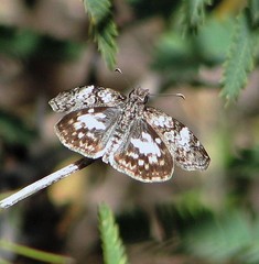 Chiomara asychis autander