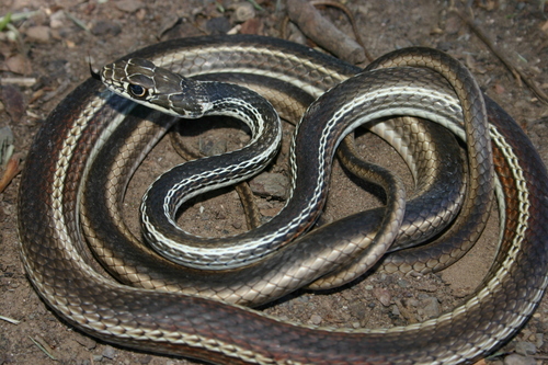 Striped Whipsnake