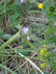 Verbena bracteata