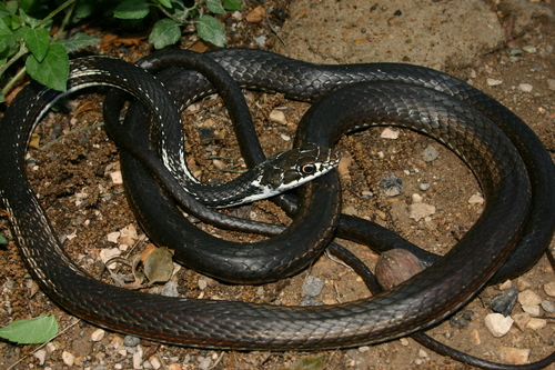 Striped Whipsnake