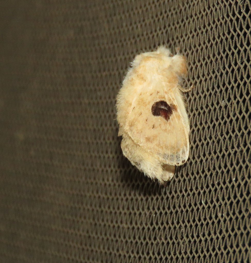 Tolype biapicata