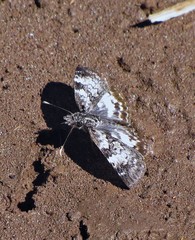 Chiomara asychis autander