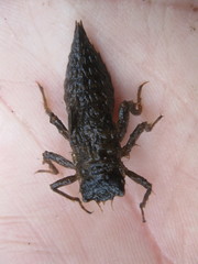 Cordulegastridae