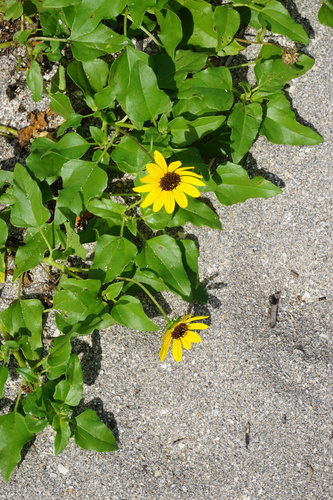Helianthus debilis image