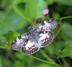 Chiomara asychis autander