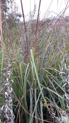 Carex spissa