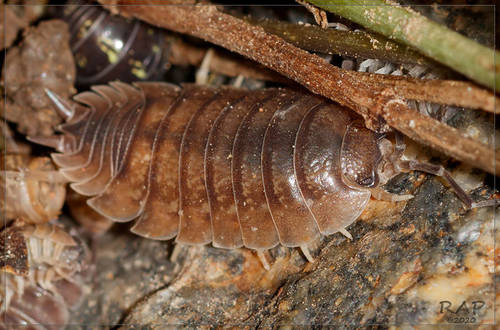 Swift Woodlouse photo 4