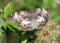 Chiomara asychis autander
