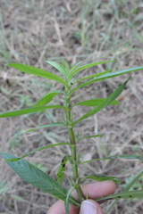 Hygrophila lacustris