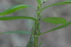 Hygrophila lacustris