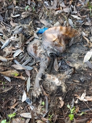 Nyctereutes procyonoides