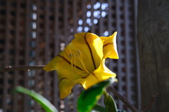 Solandra maxima