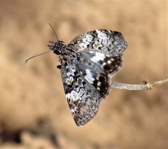 Chiomara asychis autander