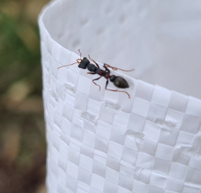 Myrmecia urens