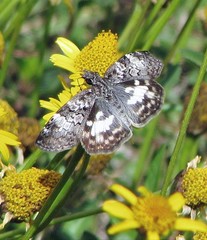 Chiomara asychis autander