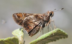 Thespieus macareus