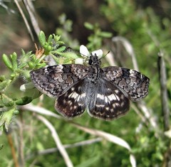 Chiomara asychis autander