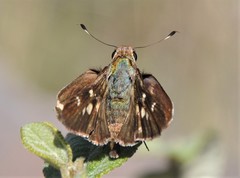 Thespieus macareus