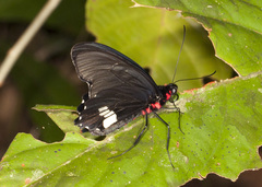 Parides aeneas