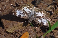 Chiomara asychis autander