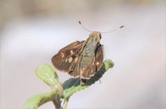 Thespieus macareus