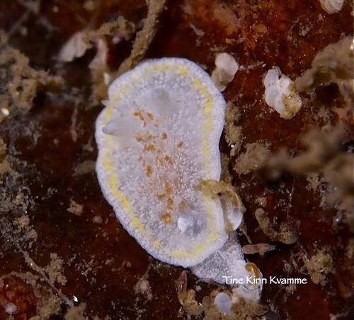 Diaphorodoris luteocincta
