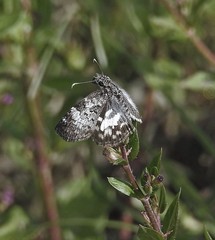 Chiomara asychis autander