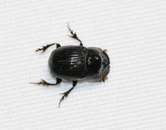 Copris minutus
