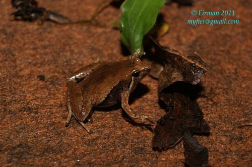 Microhyla achatina