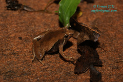 Microhyla achatina